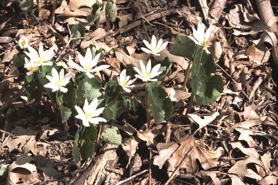 blood root